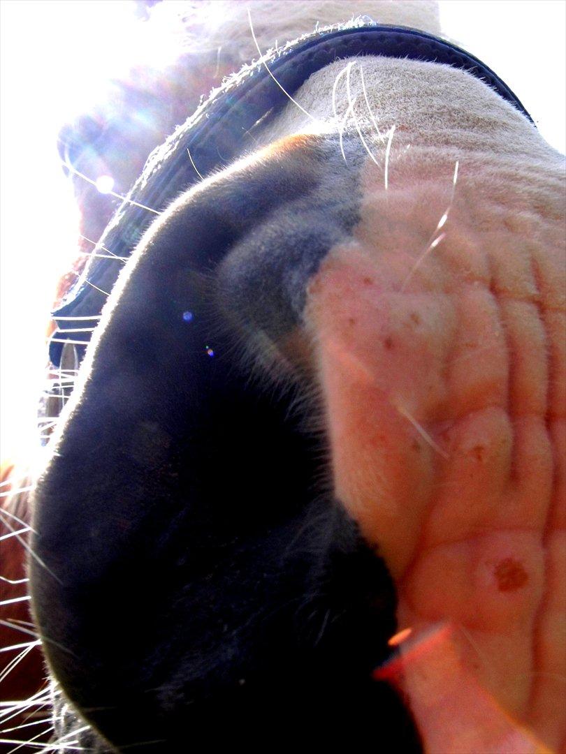 Tyroler Haflinger † <3Partner<3 Den SMUKKESTE stjerne på himlen<'3† billede 20