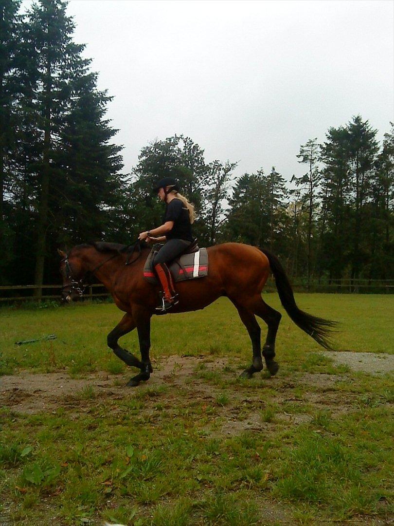 Fuldblod (XX) Owners Equity billede 10