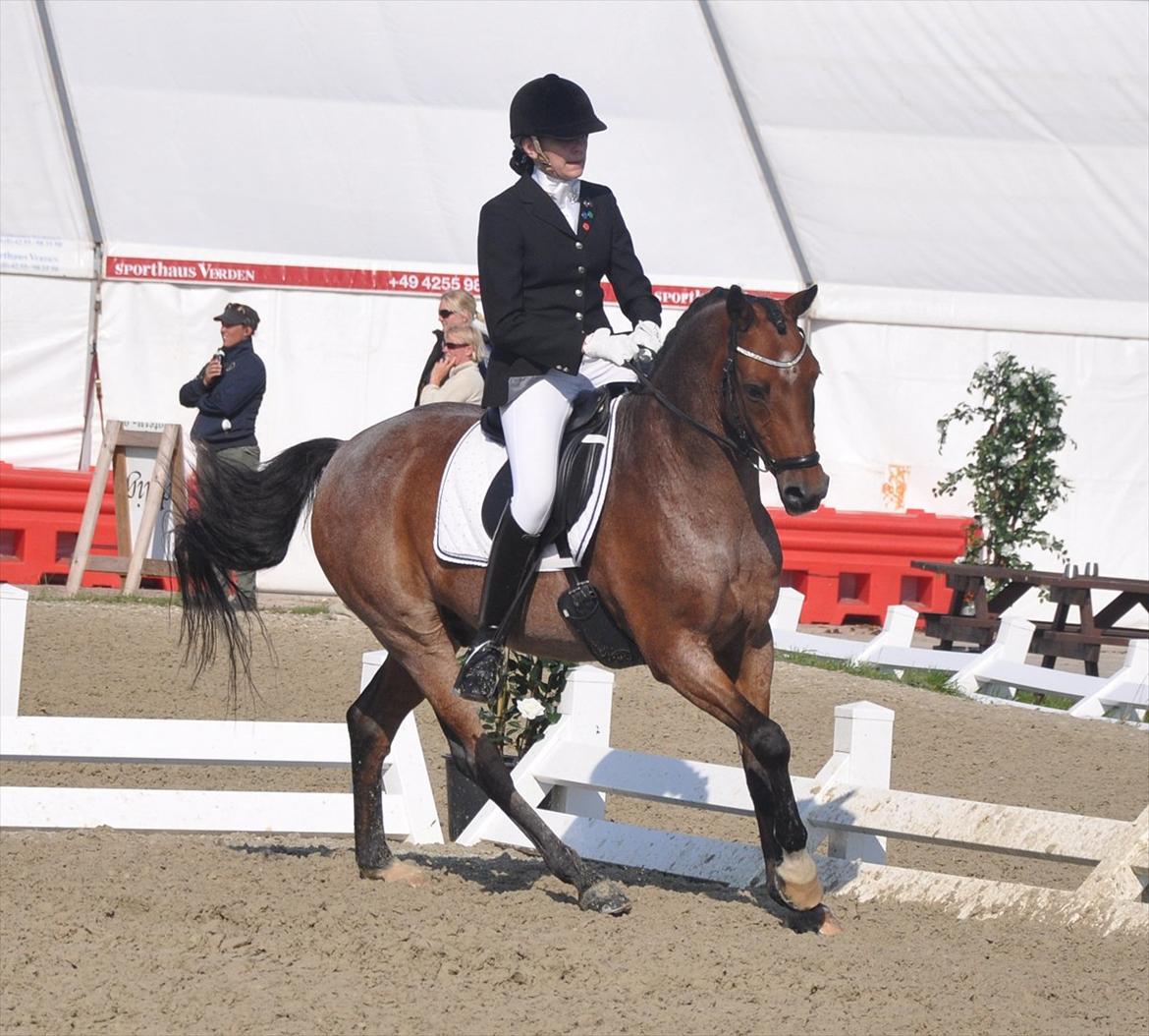 Welsh Partbred (Sec F) Marieton's Sanssousi - DM Middelfart 2011
-Vi blev nr 9.. ;D billede 3