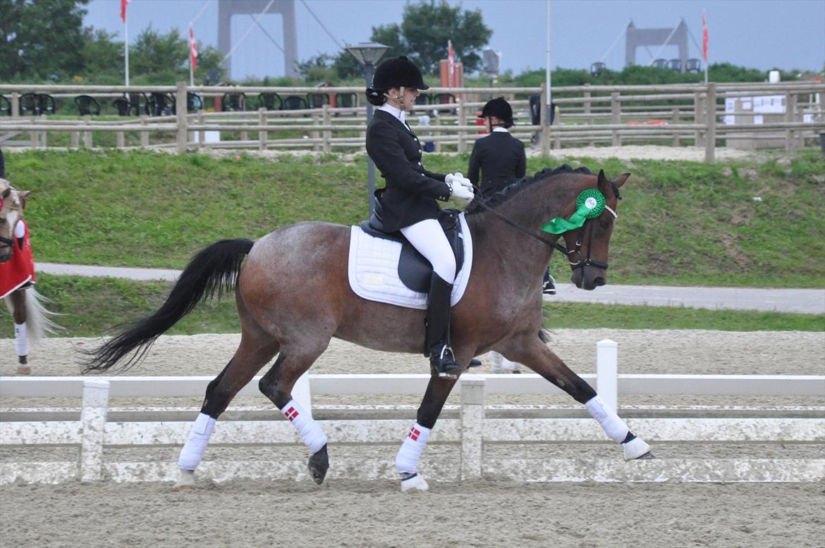 Welsh Partbred (Sec F) Marieton's Sanssousi - Æresrunde til DM indv. :D
-Vi blev samlet 9'er.. :D billede 5