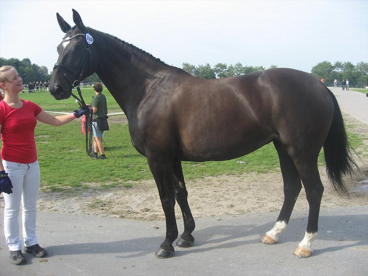 Anden særlig race Kiki Dee billede 14