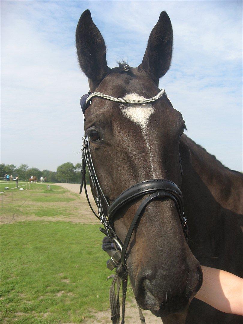 Anden særlig race Kiki Dee billede 15