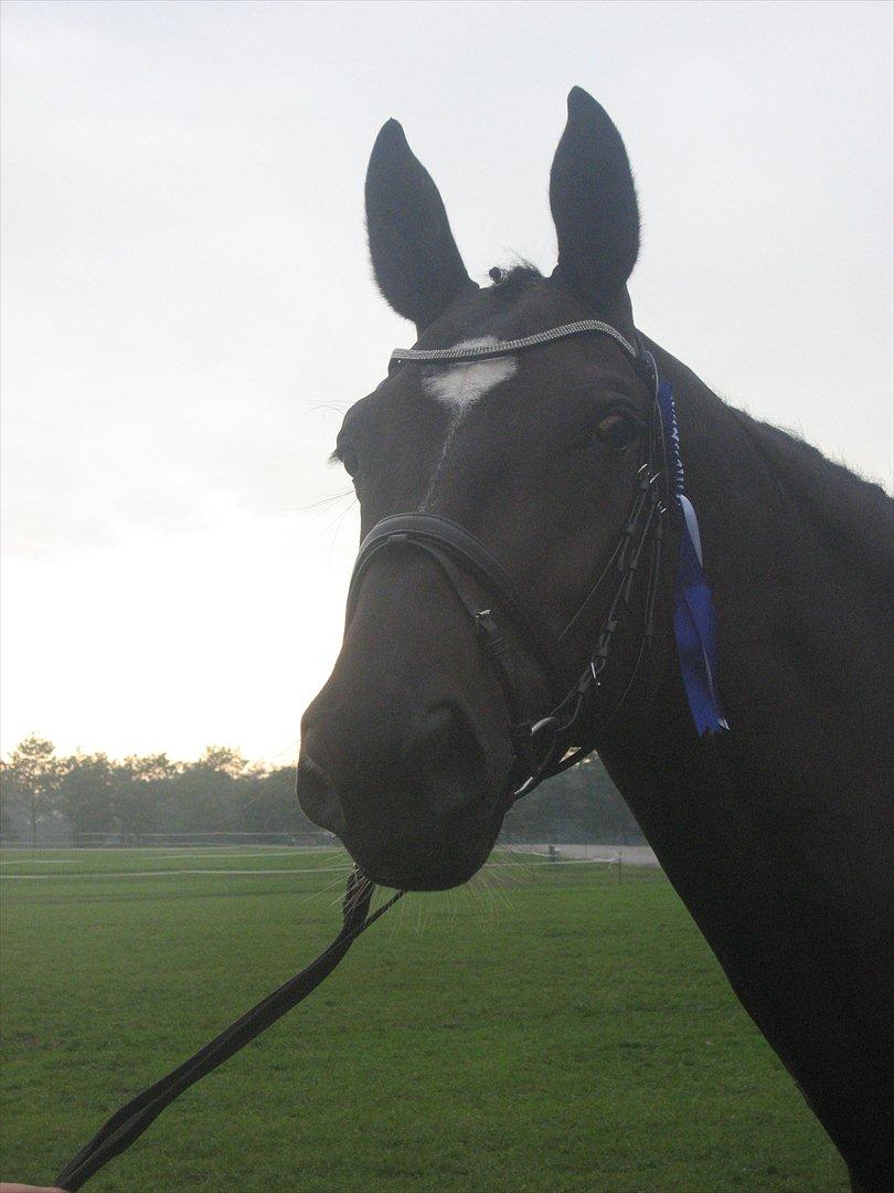 Anden særlig race Kiki Dee billede 1