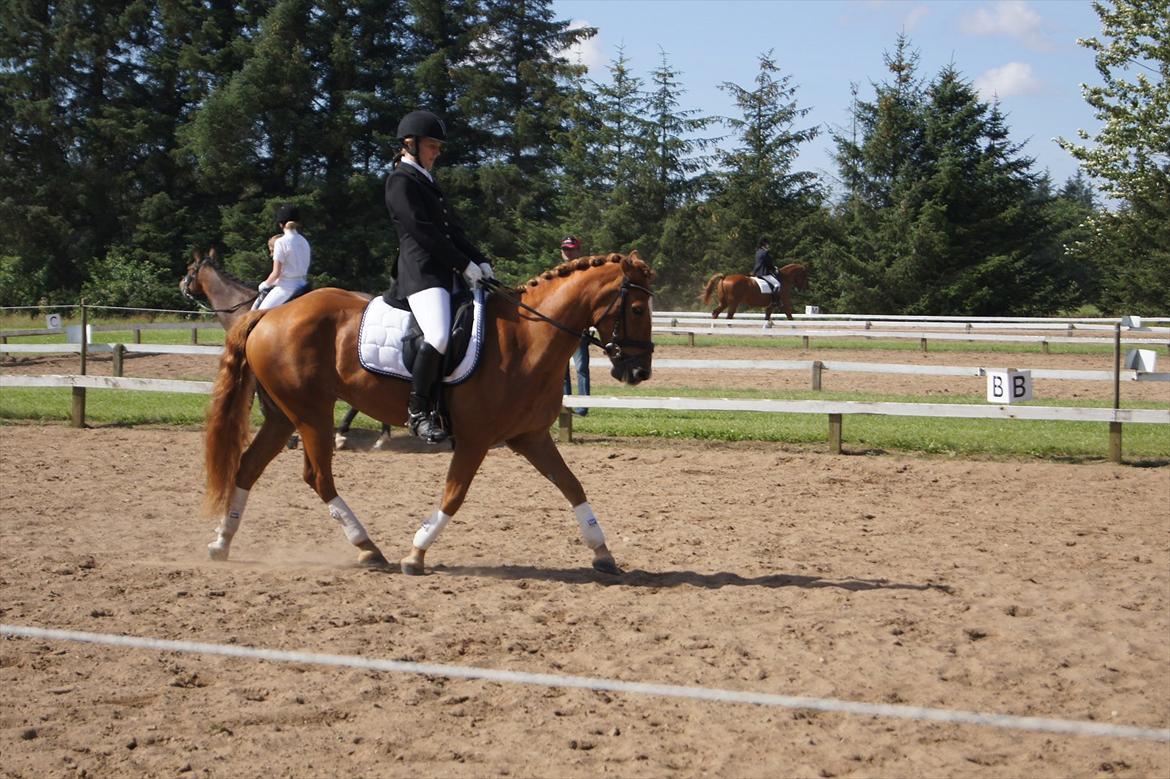 Anden særlig race Ning - Klubmesterskabet i Skæve. billede 5