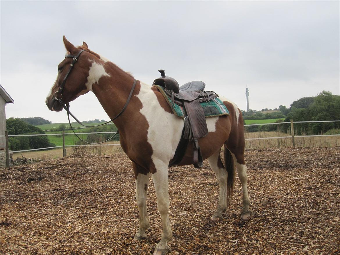 Anden særlig race Lady Libell *solgt på afb.* billede 7