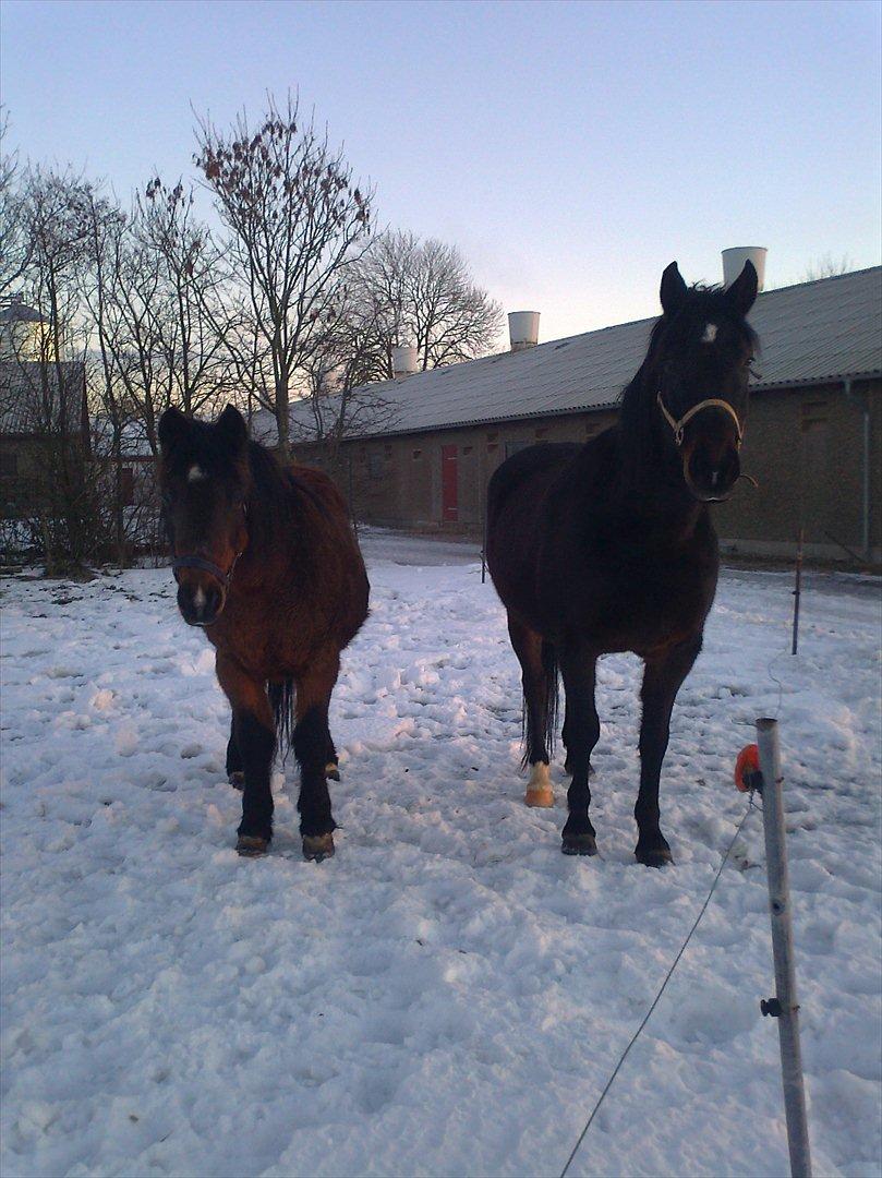 Anden særlig race Flicka - Flicka & Taura sagde jo at hen vintepels var rød og TYK!! <3 billede 8