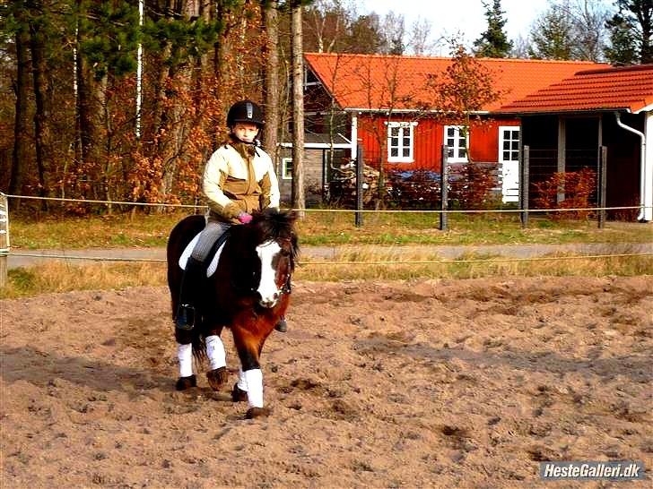 Islænder & shetlænder blanding Mio<3mit evige savn<3!)': - Er din ven gået bort og har efterladt dig med savn og smerte. Da husk, at han eller hun altid vil leve videre på den varmeste plads i dit hjerte.<'3 billede 3