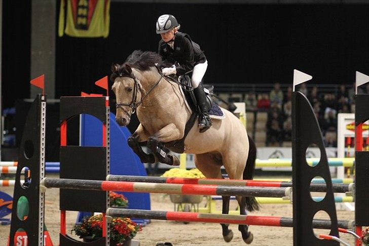Tysk Sportspony Steendieks Darco {Hingst} - JBK Horseshows 2010, MB**-Andet stævne sammen billede 10