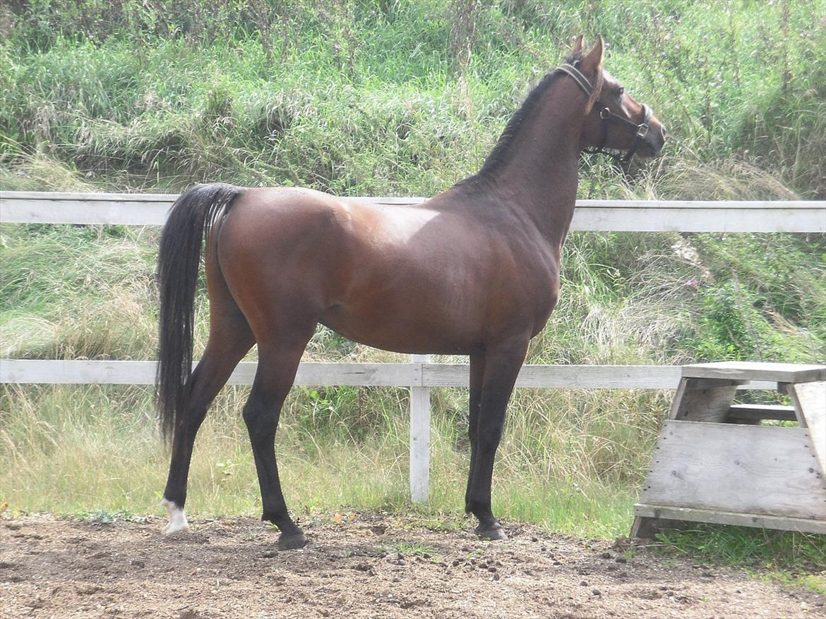 Shagya Araber (SH) Bahebec Takhises *Basse* - *SOLGT* billede 2