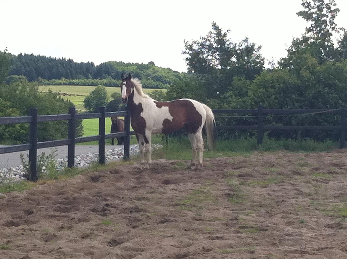 Anden særlig race Bakkegårdens Monique billede 13