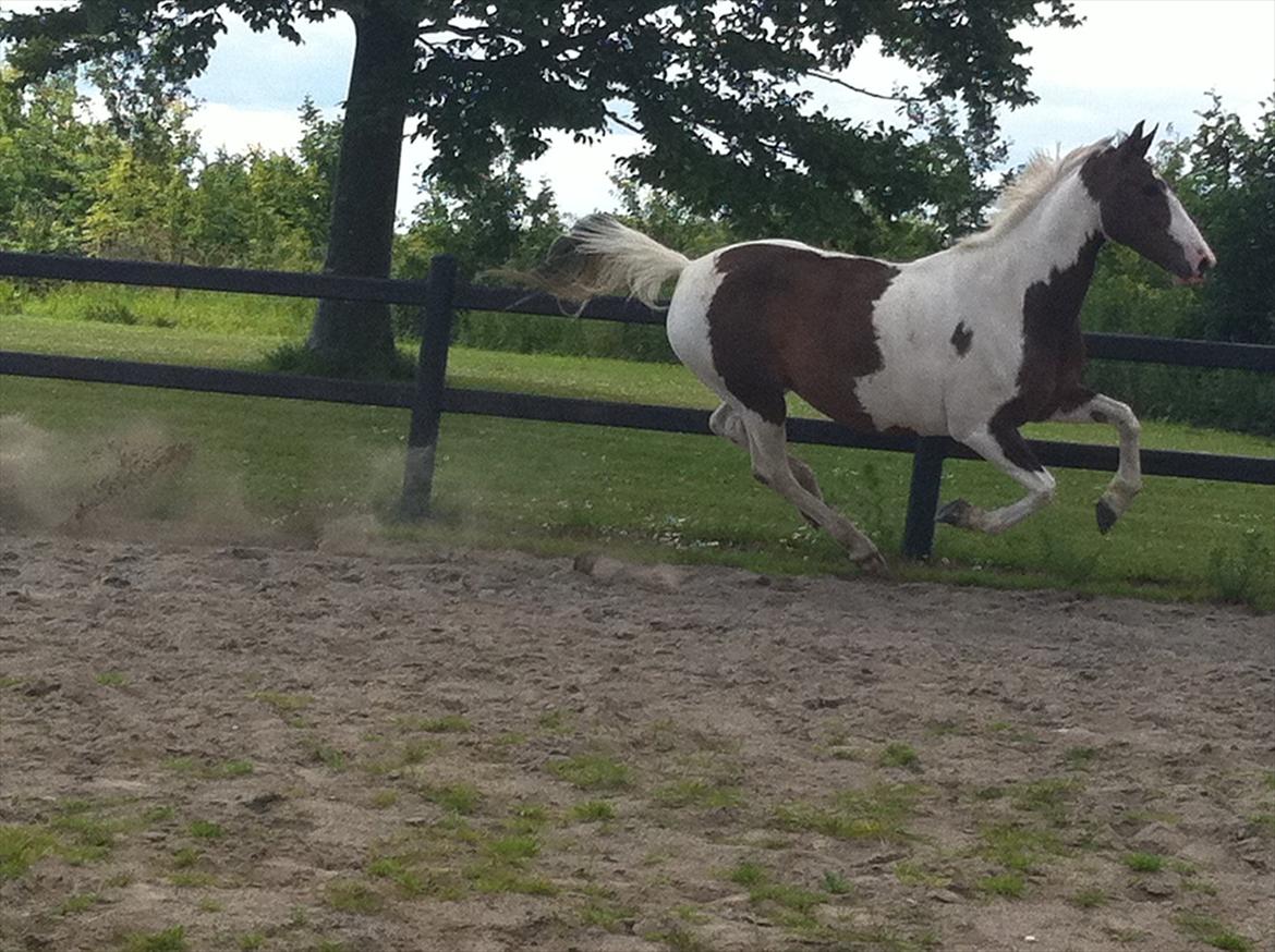 Anden særlig race Bakkegårdens Monique billede 14
