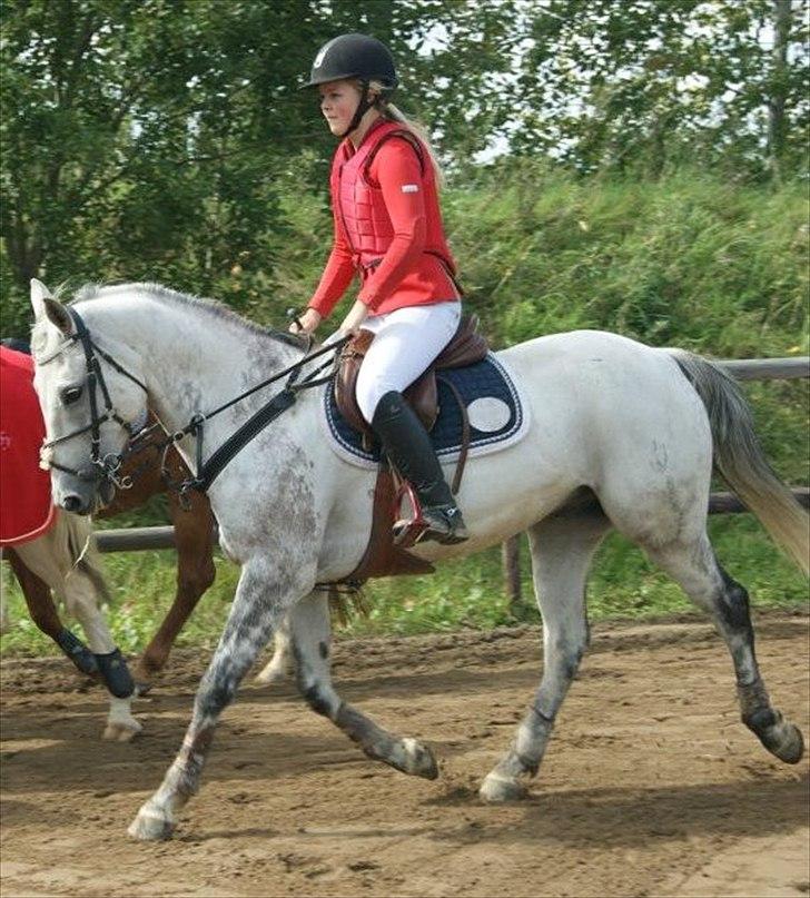 Tysk Sportspony AMERICAN JACKPOT (AMIGO) - American Jackpot & mig, i Kjellerup, August 2011! foto: Malene Dahl, tak (-: billede 11