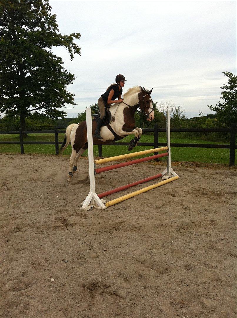 Anden særlig race Bakkegårdens Monique billede 16