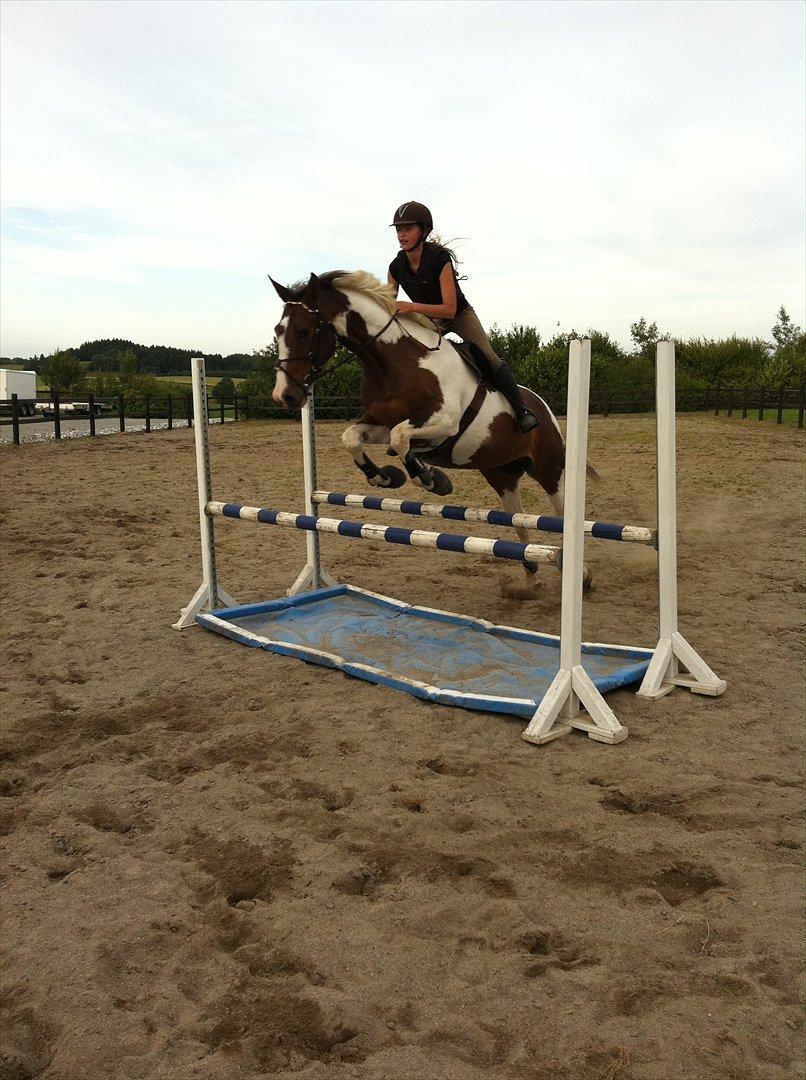 Anden særlig race Bakkegårdens Monique billede 18