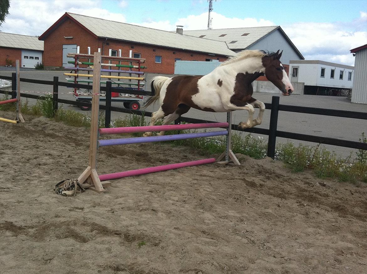 Anden særlig race Bakkegårdens Monique billede 19