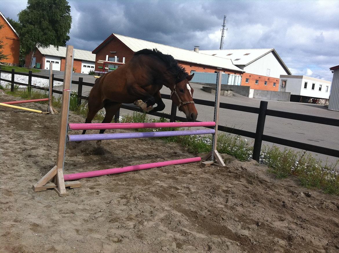 Dansk Varmblod K2`s Beat Me billede 9