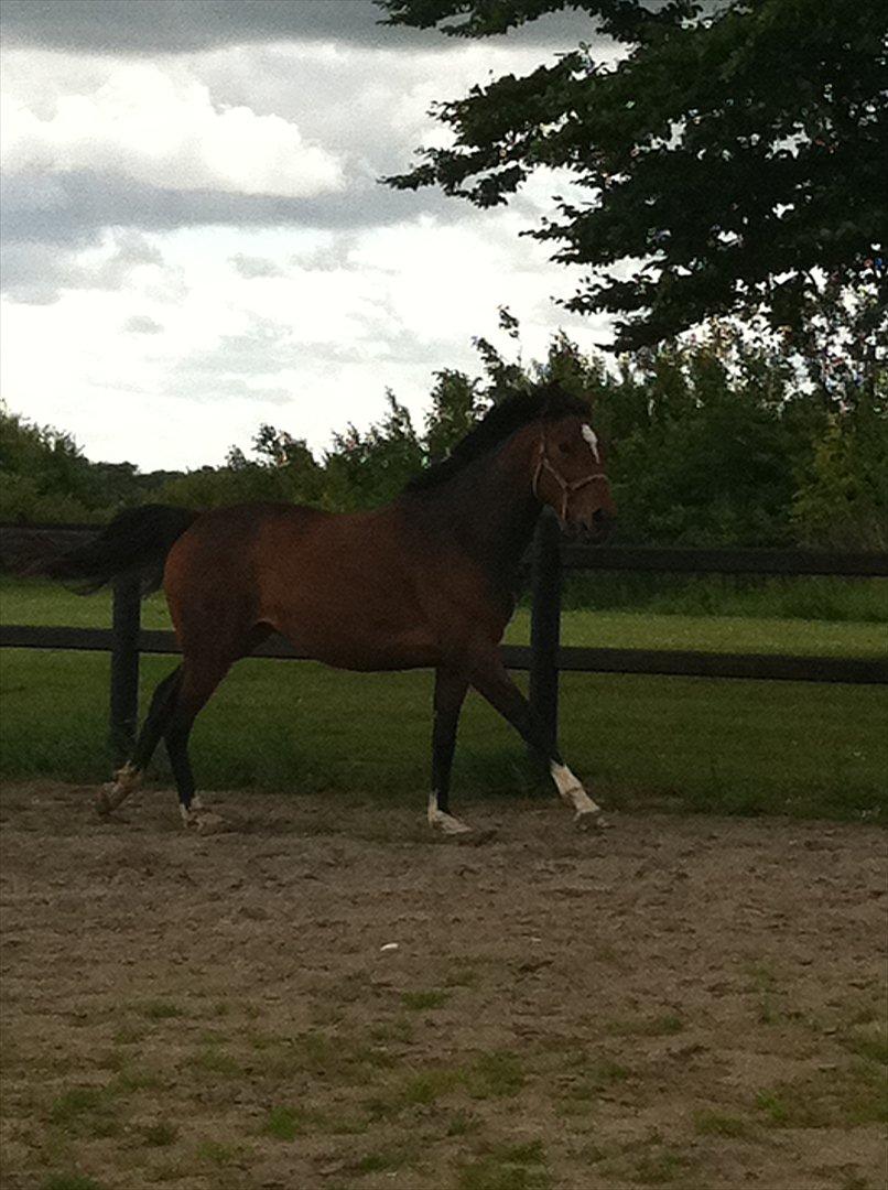 Dansk Varmblod K2`s Beat Me billede 10