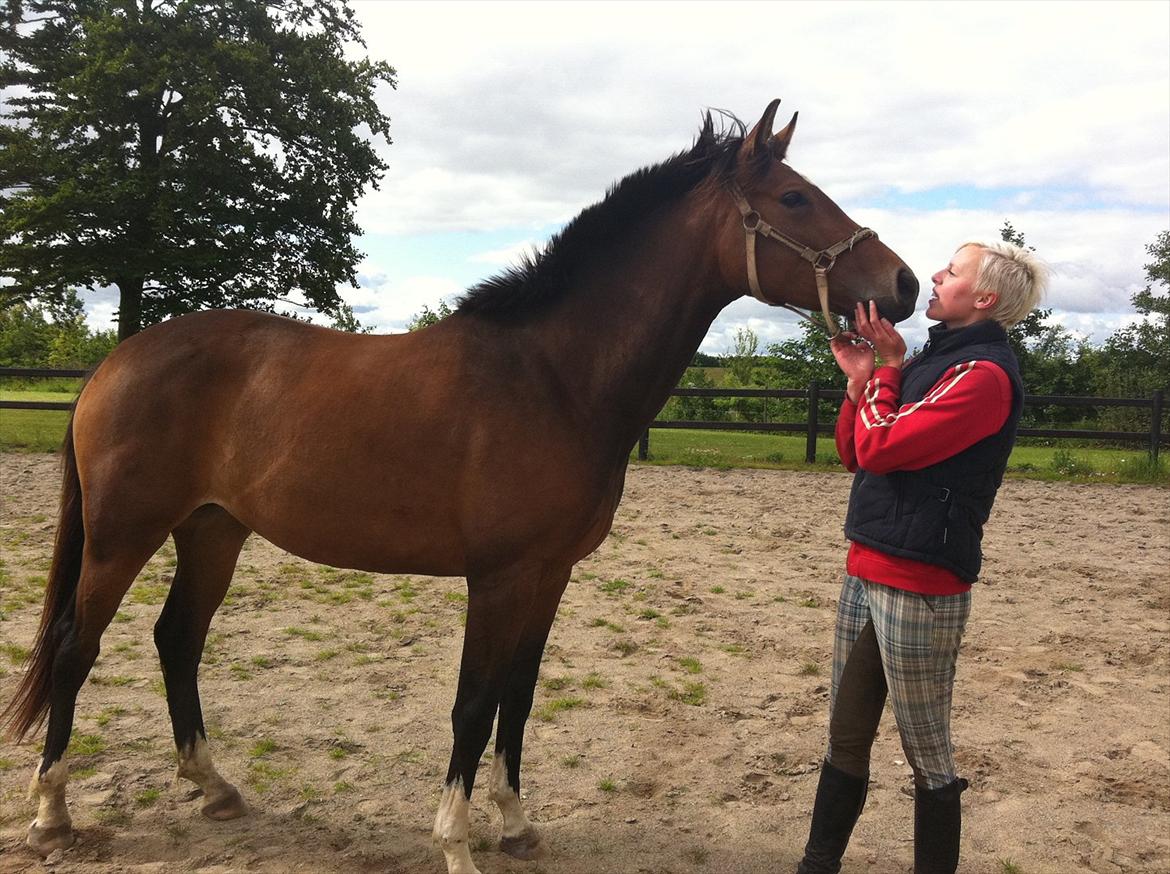 Dansk Varmblod K2`s Beat Me billede 11