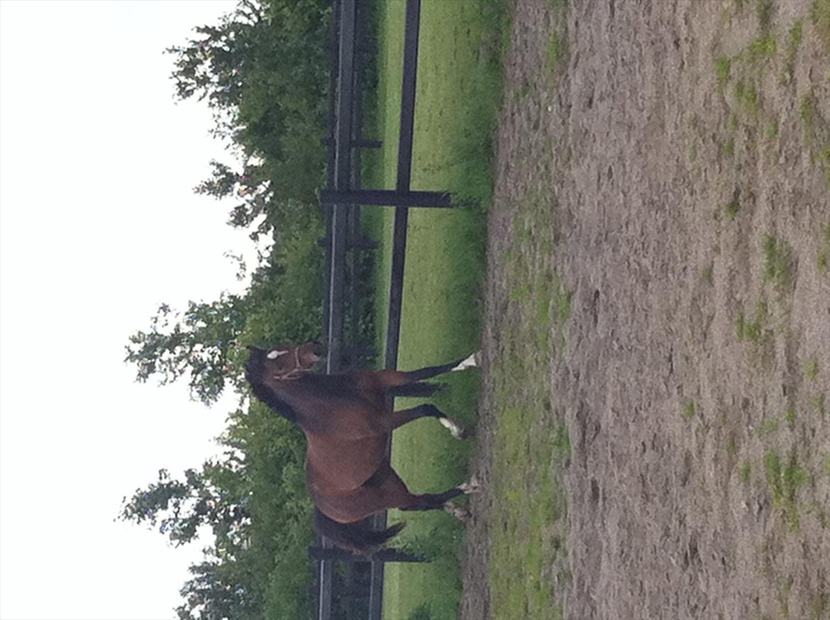 Dansk Varmblod K2`s Beat Me billede 12