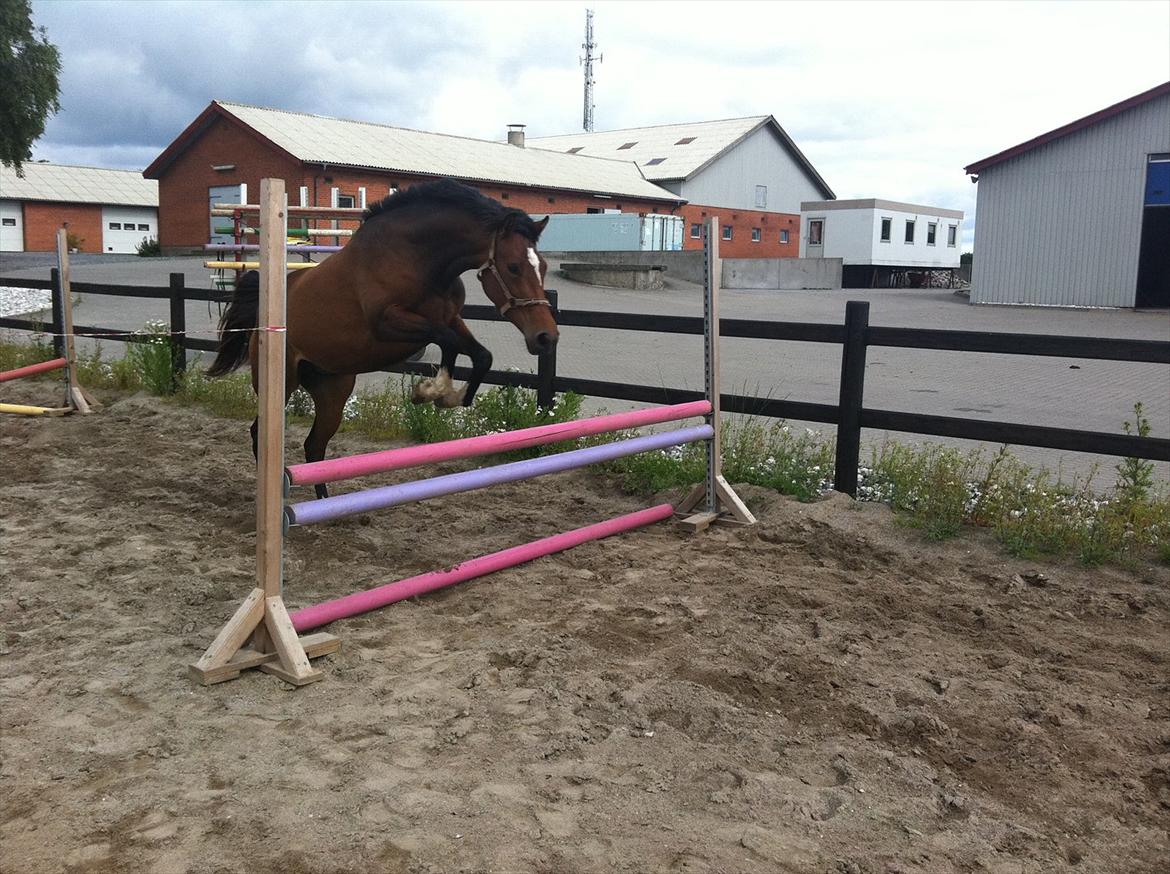 Dansk Varmblod K2`s Beat Me billede 13