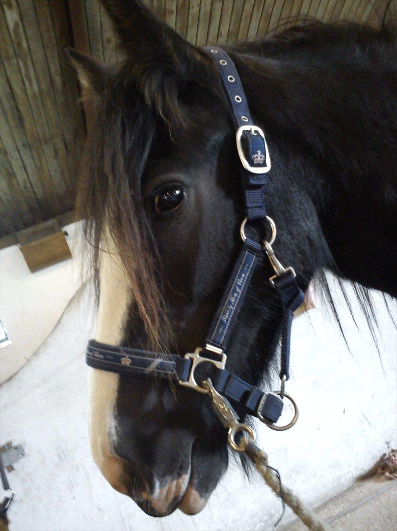 Tinker Kragelunds Darcy billede 10