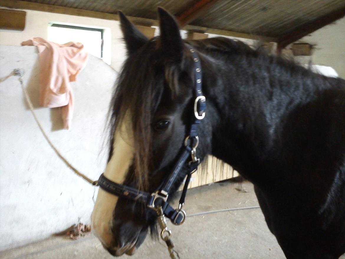 Tinker Kragelunds Darcy billede 11