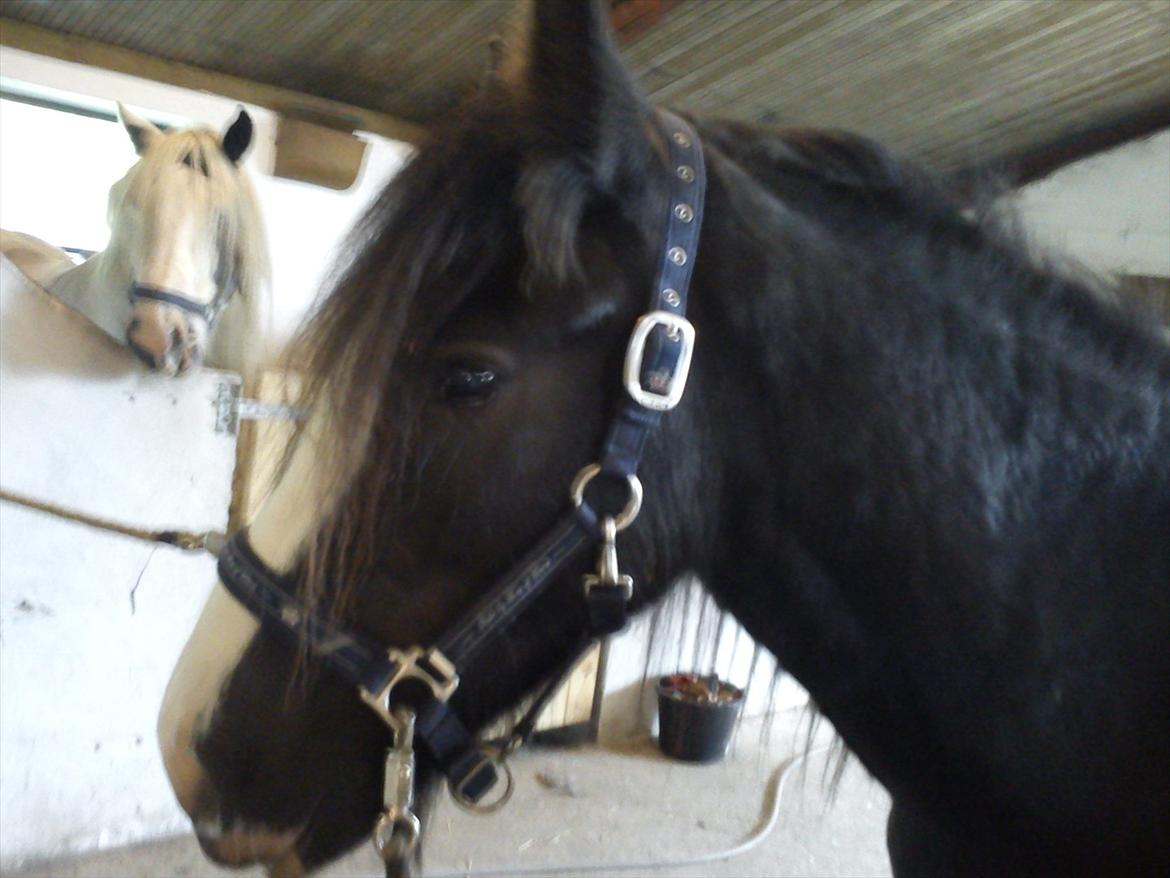 Tinker Kragelunds Darcy billede 12