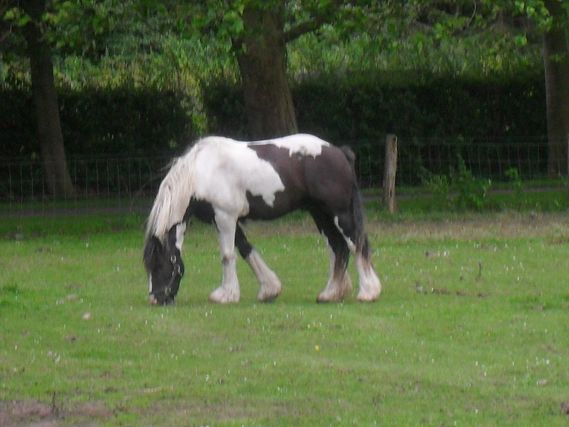 Tinker Harry **solgt :-'(** - <3 billede 19