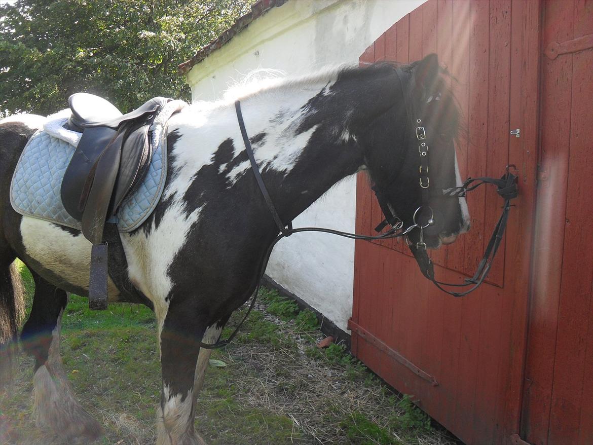 Tinker Harry **solgt :-'(** - "Min" smukke prins!<3 billede 2