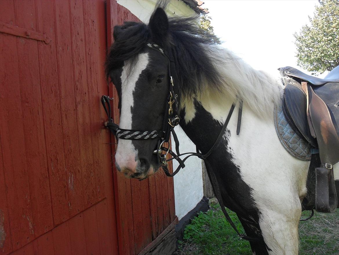 Tinker Harry **solgt :-'(** - You are my hero!<3
And i will always love you!<3
 billede 1