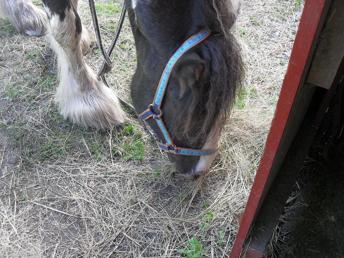 Tinker Harry **solgt :-'(** - Smukke! billede 16