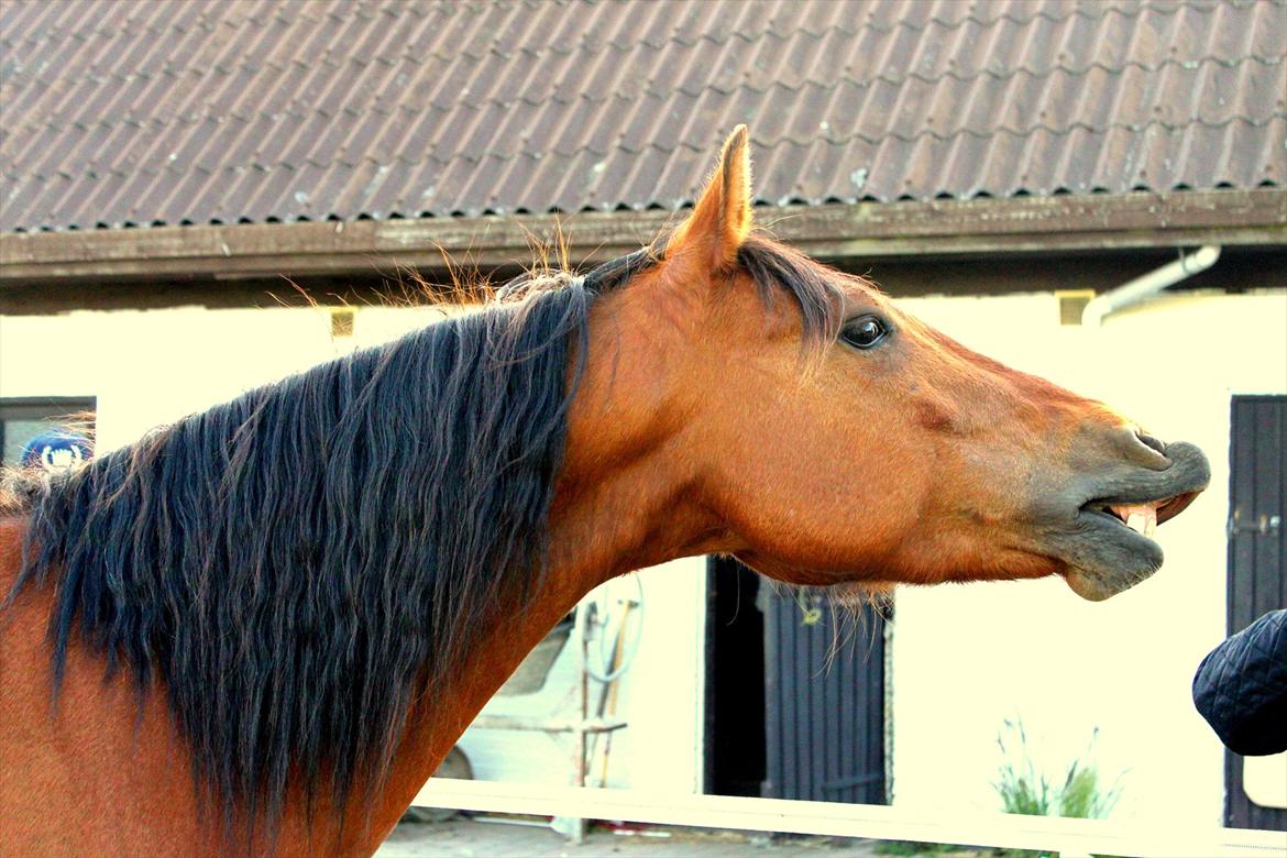 DSP Stidsbjerg's Lupann min<3 - Hesten på folden ;) billede 2