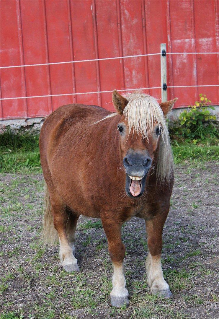 Shetlænder Okkermand - Søøøøøde dreng. Som er blevet en lille smule træt! :-* 


Mig billede 12
