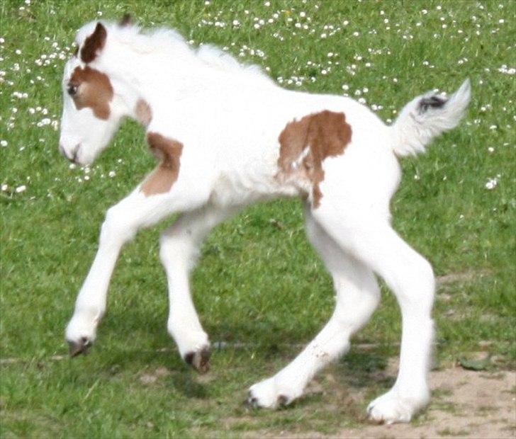 Irish Cob Cosy Beautey Báine (Bounty) - Bounty få dage gammel <3 billede 11