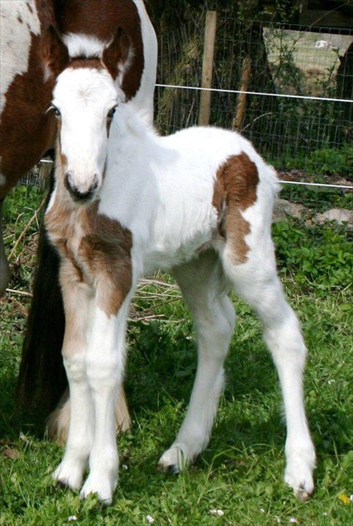 Irish Cob Cosy Beautey Báine (Bounty) - Lille Bounty :) billede 13