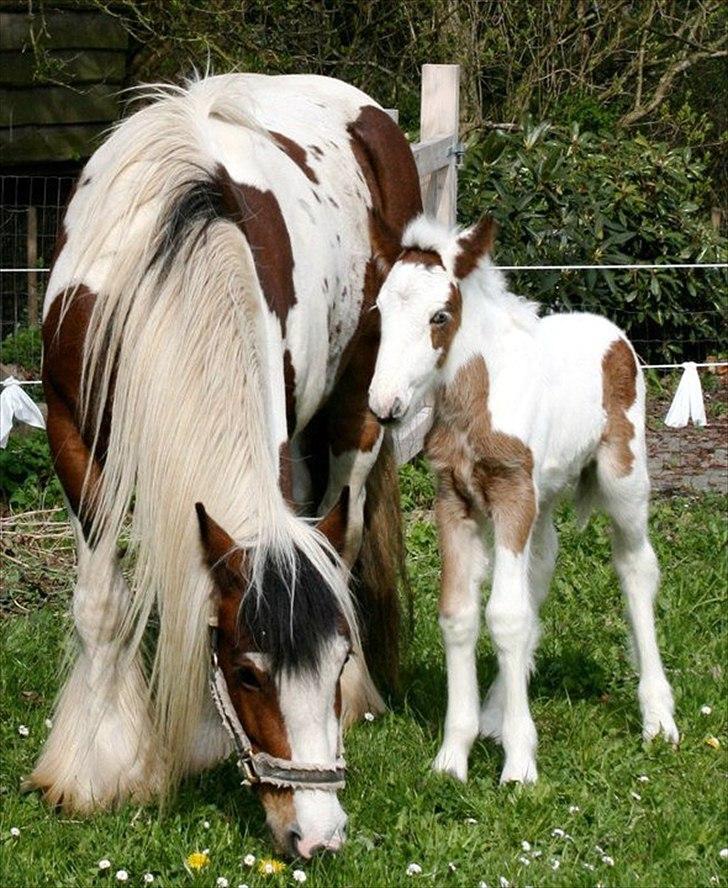 Irish Cob Cosy Beautey Báine (Bounty) - Bounty & Mor Emmie <3 billede 12