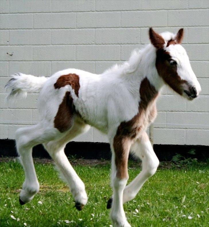 Irish Cob Cosy Beautey Báine (Bounty) billede 16
