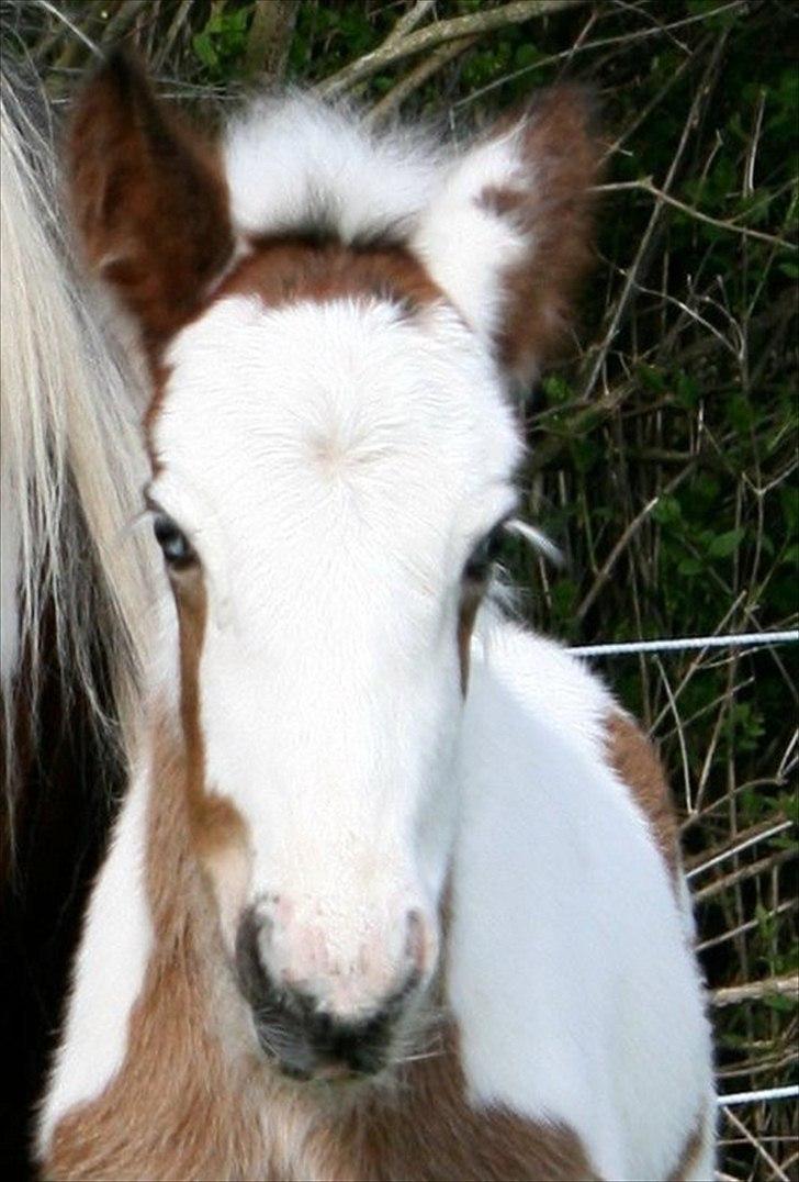 Irish Cob Cosy Beautey Báine (Bounty) - Såå smuk med hendes blå øjne og lange øjenvipper <3 billede 17