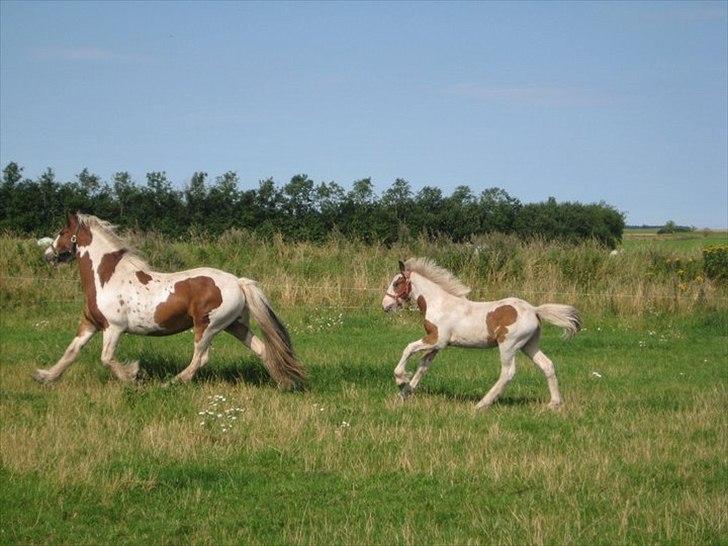 Irish Cob Cosy Beautey Báine (Bounty) - Bounty & Emmie ude på marken  billede 14