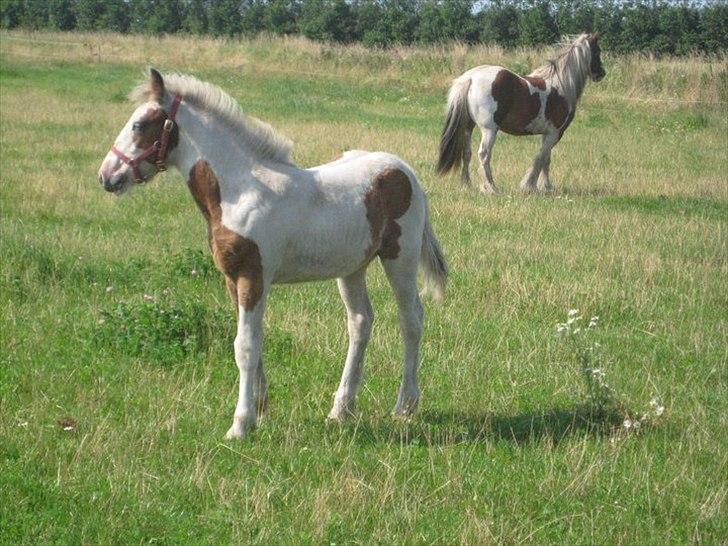Irish Cob Cosy Beautey Báine (Bounty) - Smukke Bounty <3 billede 15