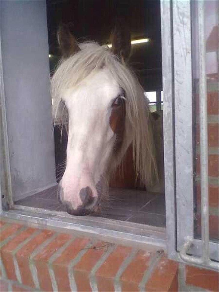Irish Cob Cosy Beautey Báine (Bounty) - Bounty som hun ser ud idag :-) et år gammel <3 billede 10