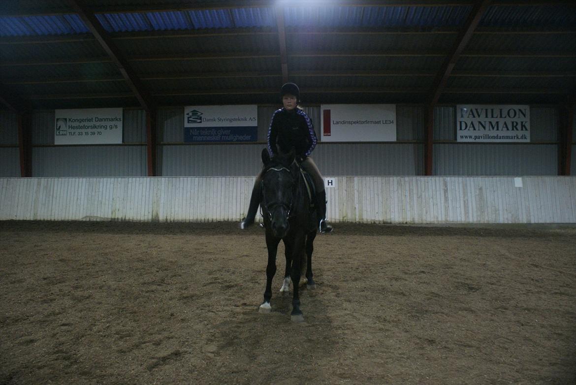 Dansk Varmblod Chanel - The neller mus <3 billede 13