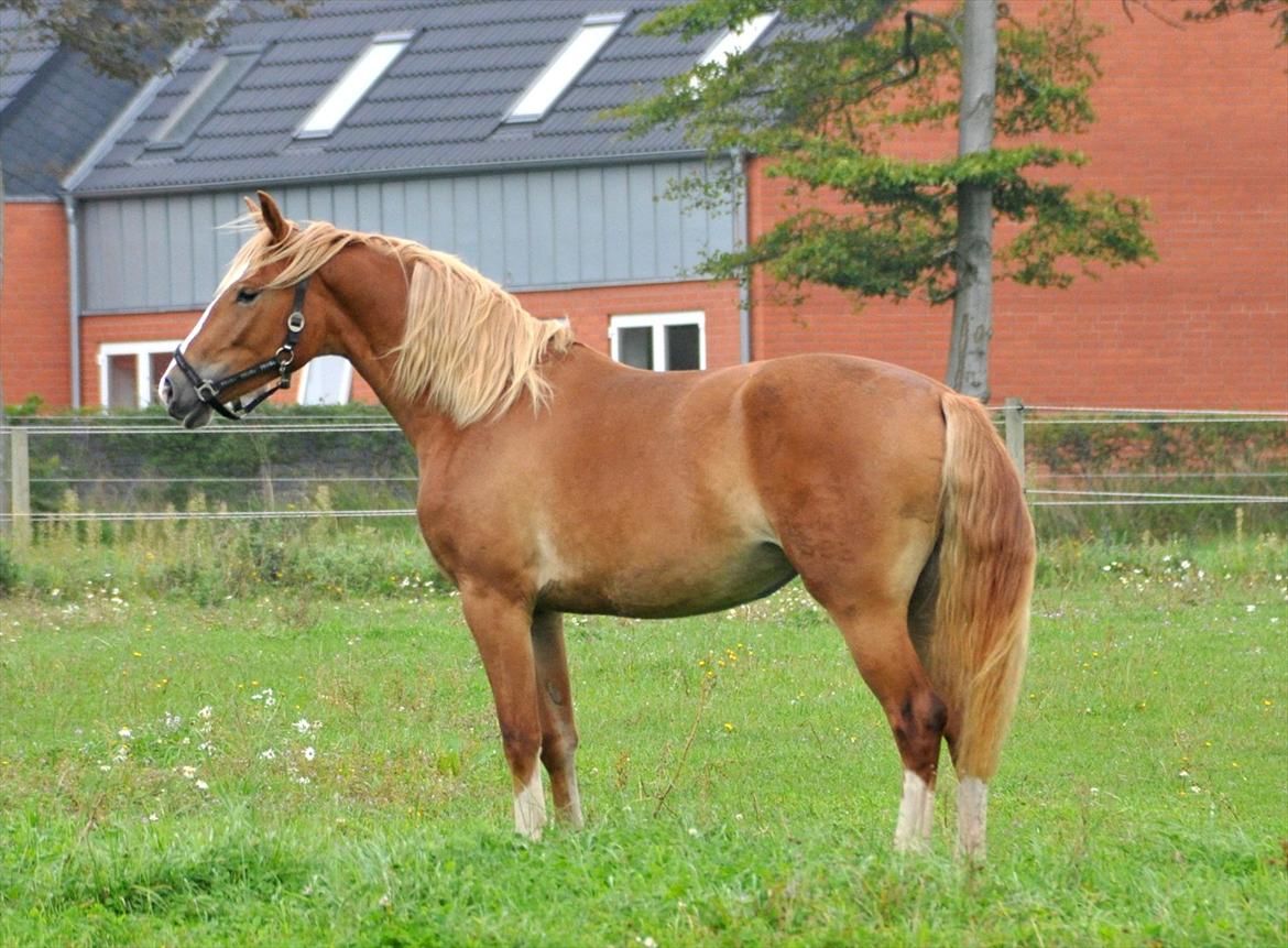 Frederiksborg Stald Caka´s Sanina billede 1