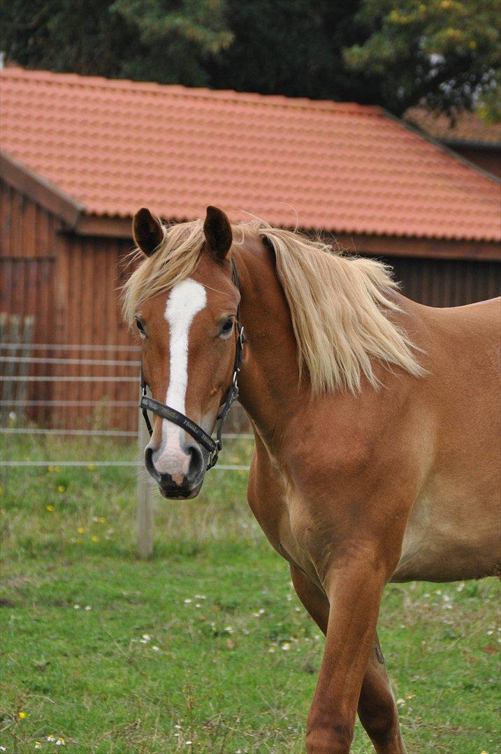 Frederiksborg Stald Caka´s Sanina billede 9