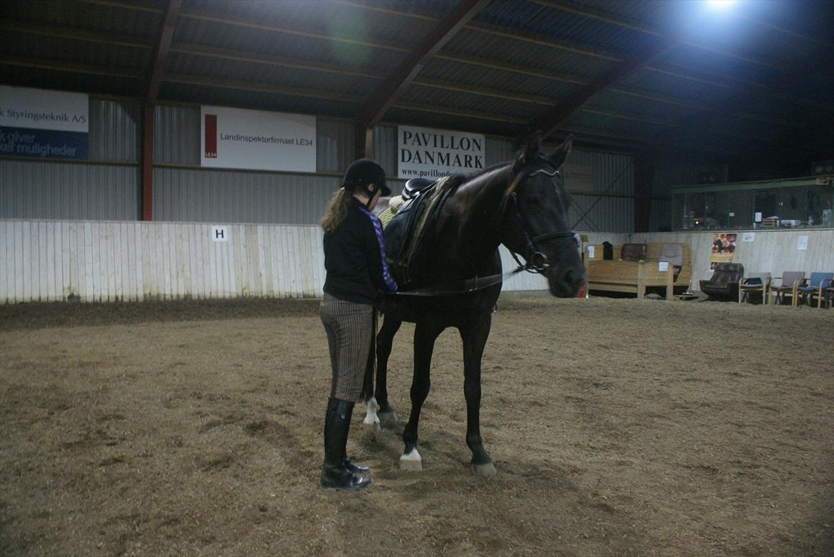 Dansk Varmblod Chanel - The neller mus <3 billede 14