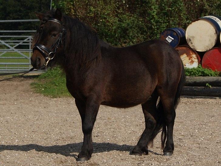 Shetlænder Bakkegaard's James *Jamie* - #1 Min lækkerhed med trense for første gang! :D Foto: TT-FOTO/FILM  billede 1