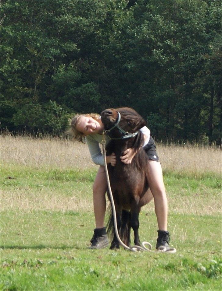 Shetlænder Bakkegaard's James *Jamie* - #4 Det bedste man kan gøre for den smukke, er at klø gooodt igennem :D haha <3 Foto: TT-FOTO/FILM  billede 4