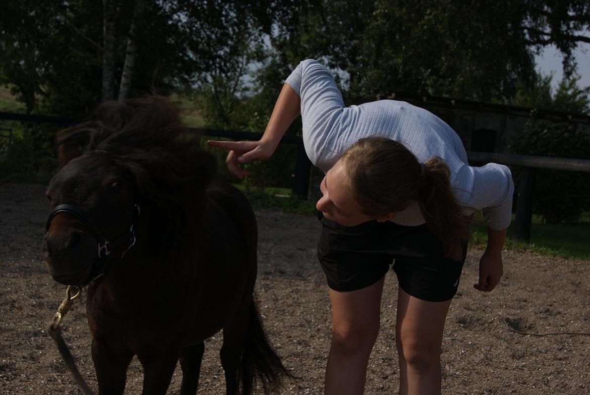 Shetlænder Bakkegaard's James *Jamie* - #10 Ryyyyste :D Nutte-ansigt ¨<3 haha xD Foto: TT-FOTO/FIIIILM  billede 10