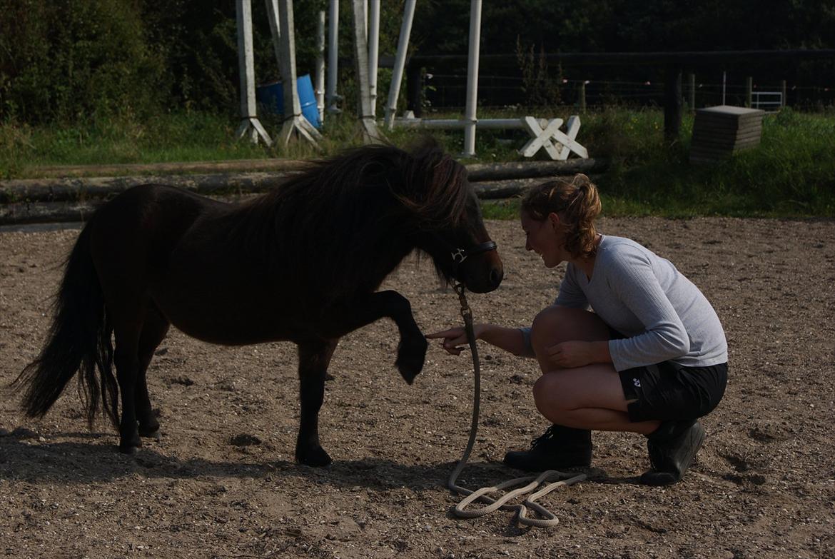 Shetlænder Bakkegaard's James *Jamie* - #7 Han lære hurtigt den bette skid :D Foto: TT-FOTO/FILM billede 7