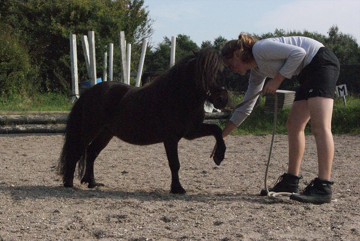 Shetlænder Bakkegaard's James *Jamie* - #14 Løfte det smukke ben! :D Han er nu blevet ret god til det! Foto: TT-FOTO/FILM billede 14